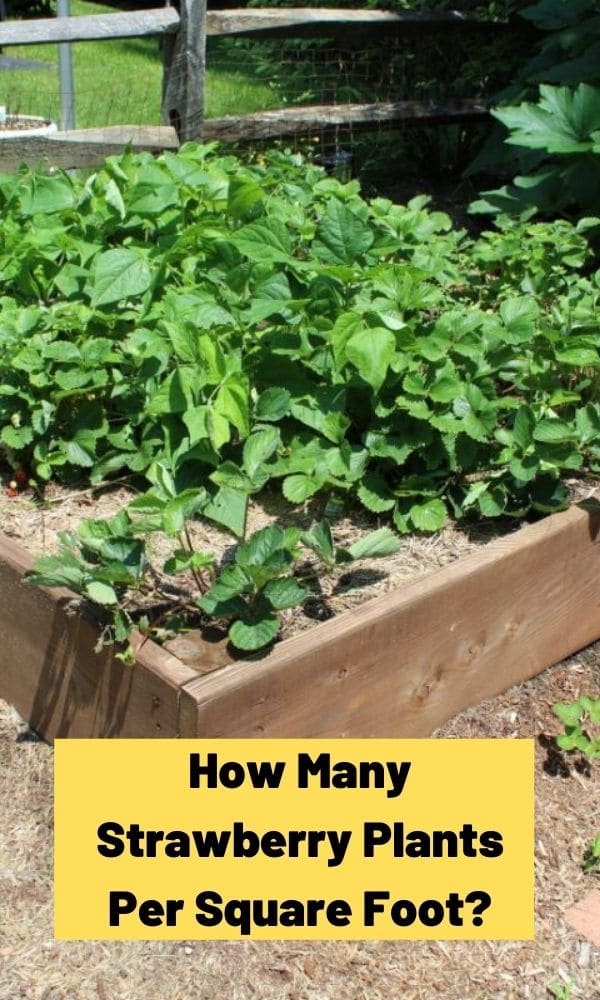 How Many Strawberry Plants Per Square Foot? Strawberry Plants