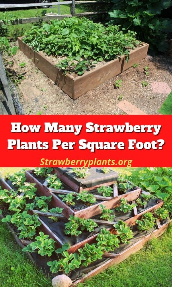 How Many Strawberry Plants Per Square Foot? Strawberry Plants