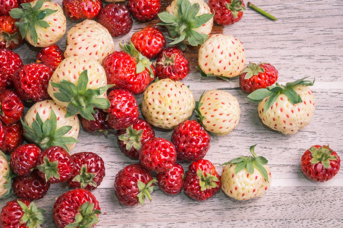 Many strawberry species on table