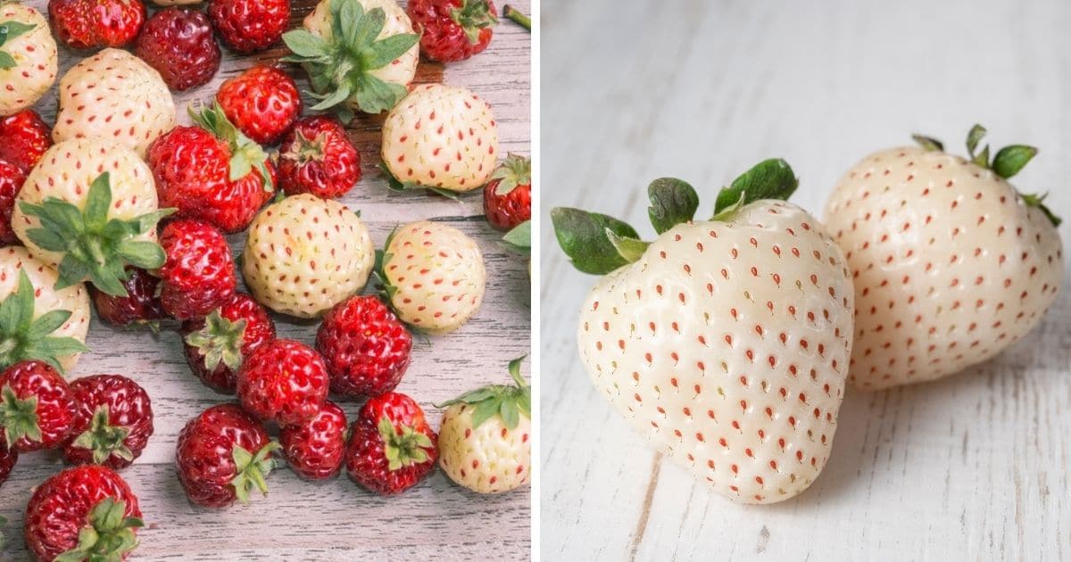 How Many Strawberry Species Are There?  