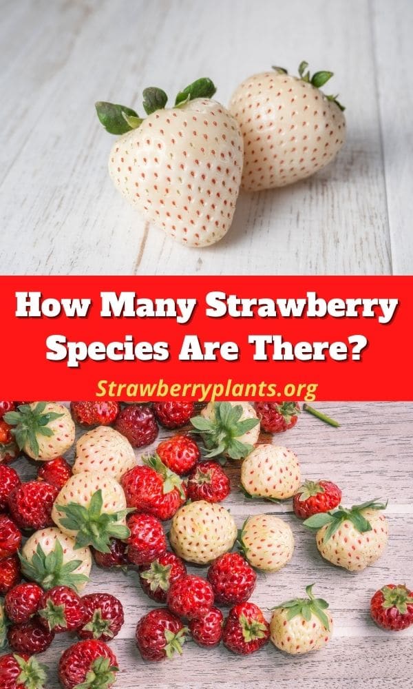 How Many Strawberry Species Are There? Strawberry Plants