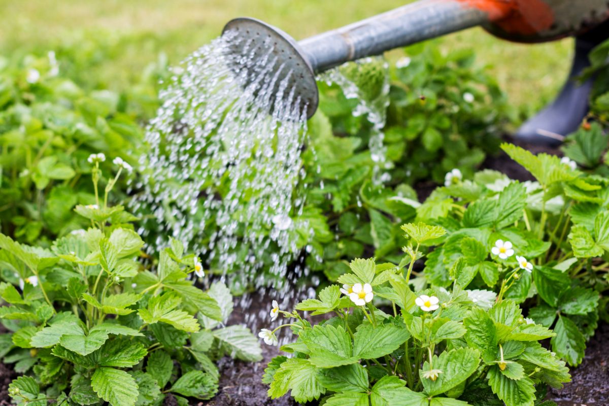 Strawberry plants watered by garden bucket