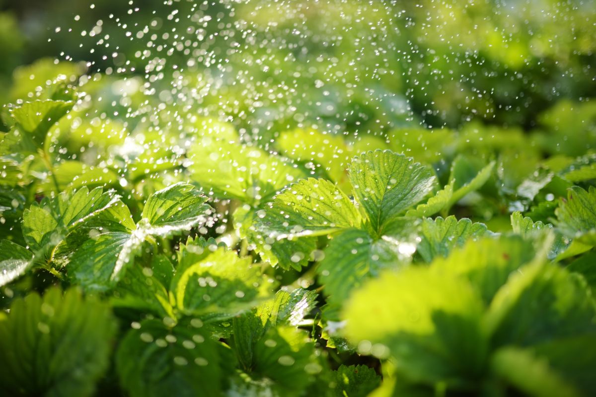 Fresh water drops falling on strawberry plants on sunny day