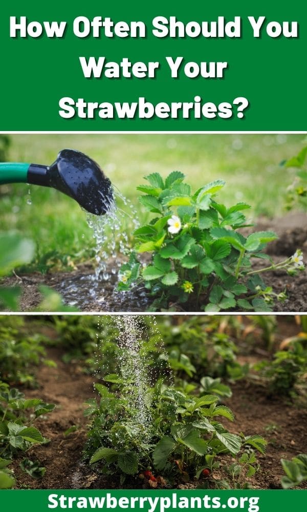 How Often Should You Water Your Strawberries? Strawberry Plants