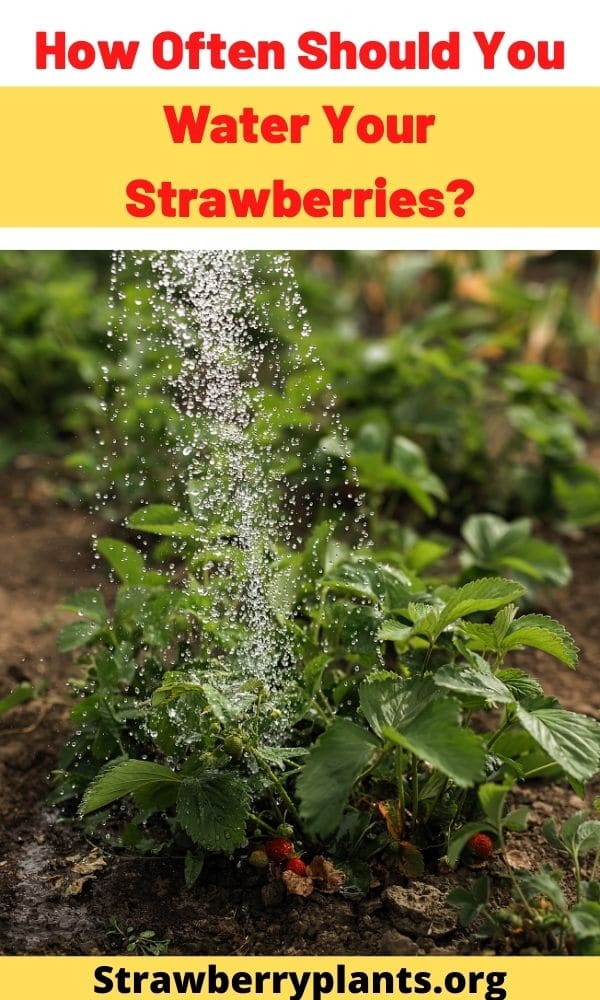 How Often Should You Water Your Strawberries Strawberry Plants