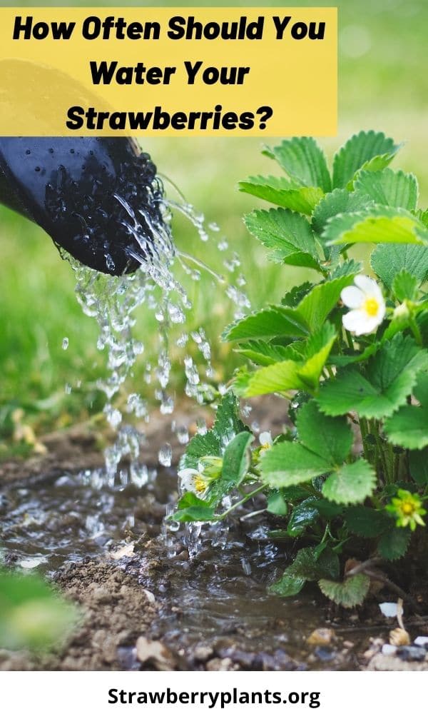 how-often-should-you-water-your-strawberries-strawberry-plants