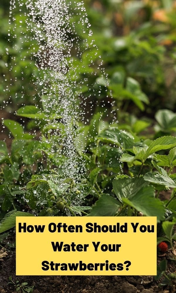 How Often Should You Water Your Strawberries? Strawberry Plants