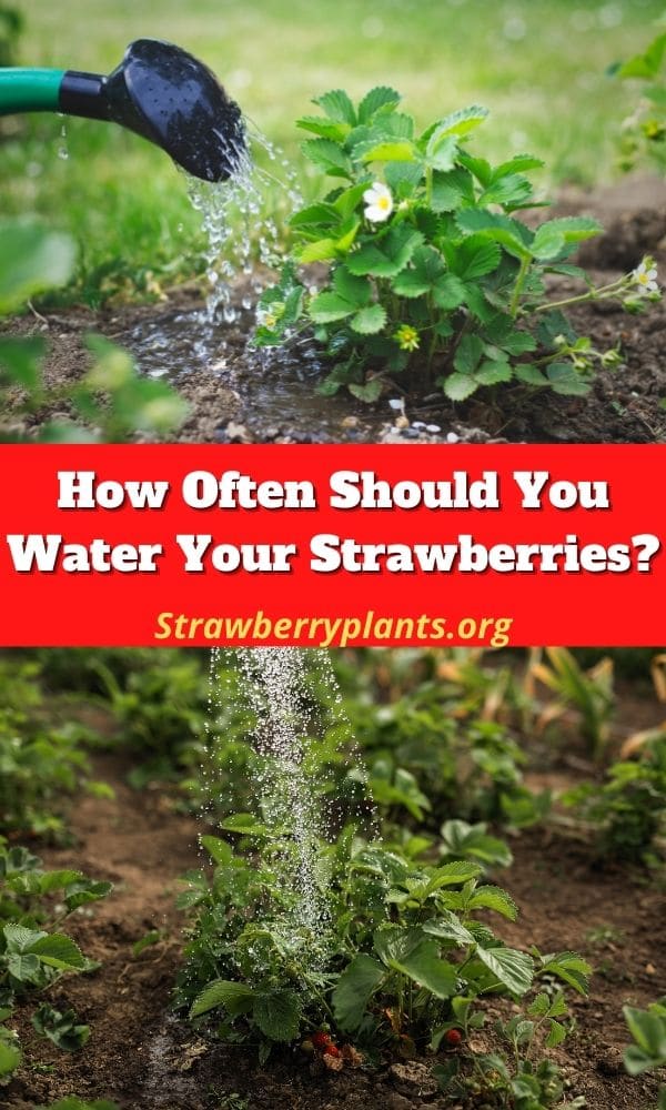 How Often Should You Water Your Strawberries? &ndash; Strawberry Plants