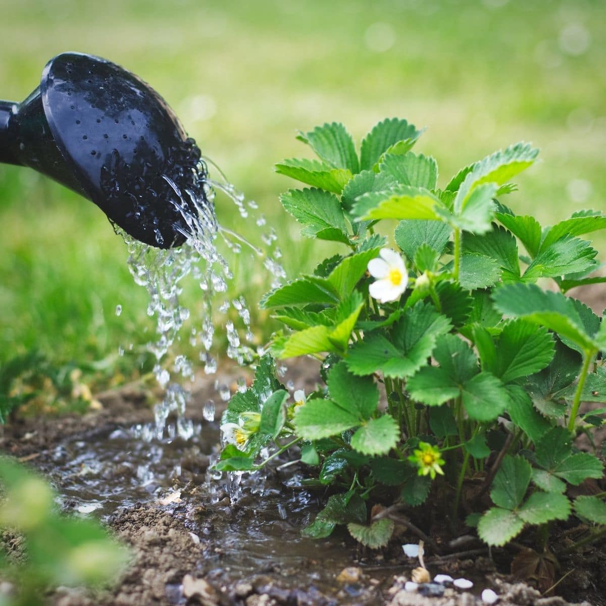 How Often Should You Water Your Strawberries? – Strawberry Plants