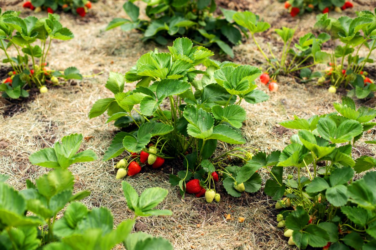 Strawberry plants with ripe and unripe fruits on mulched field