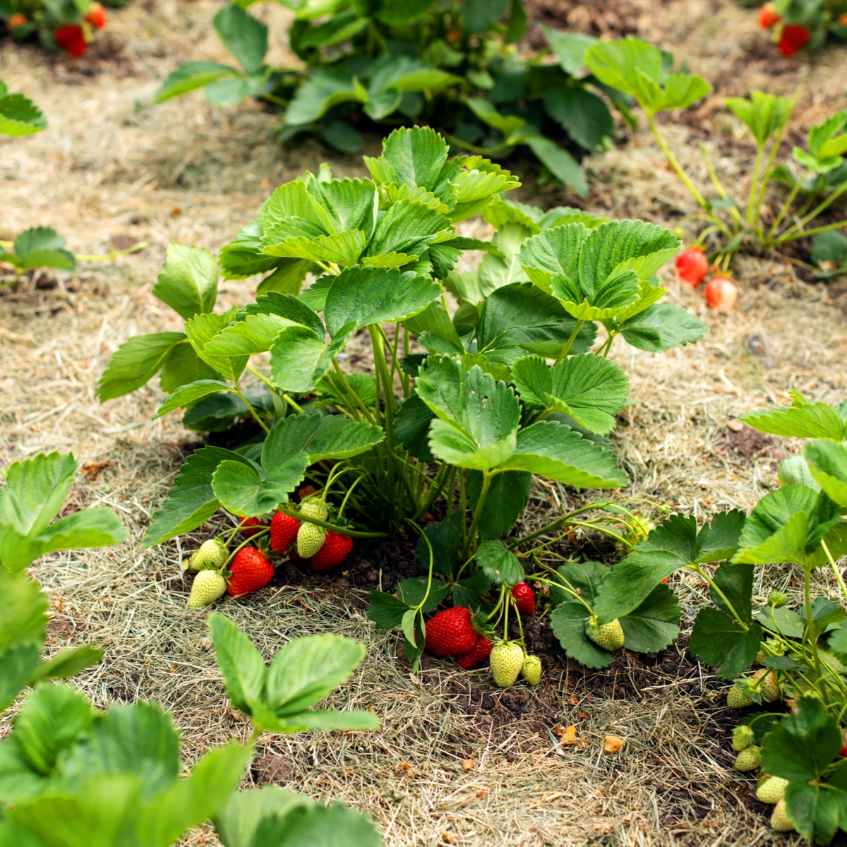 Image of Strawberry plants