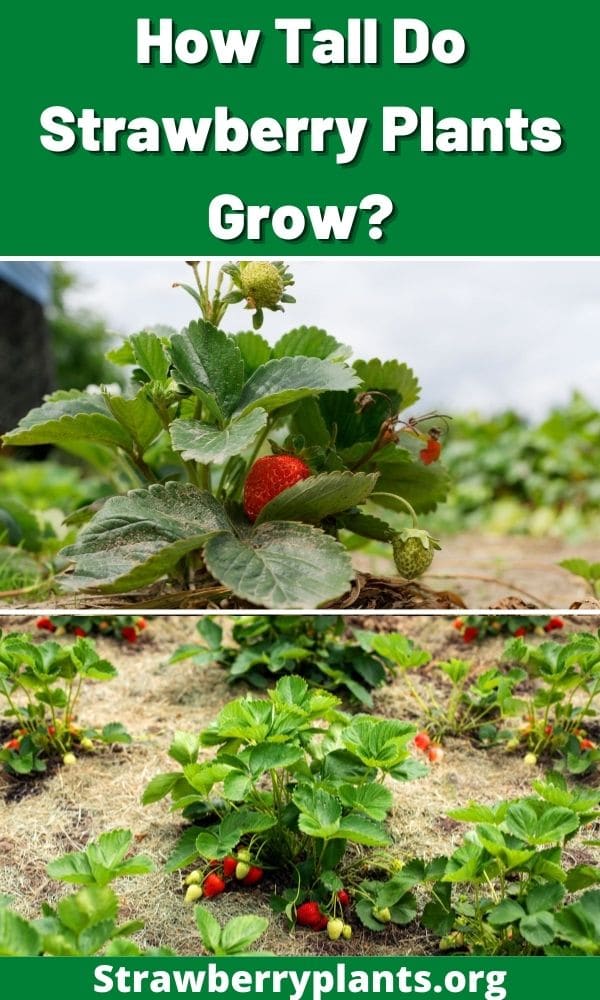 How Tall Do Strawberry Plants Grow? – Strawberry Plants