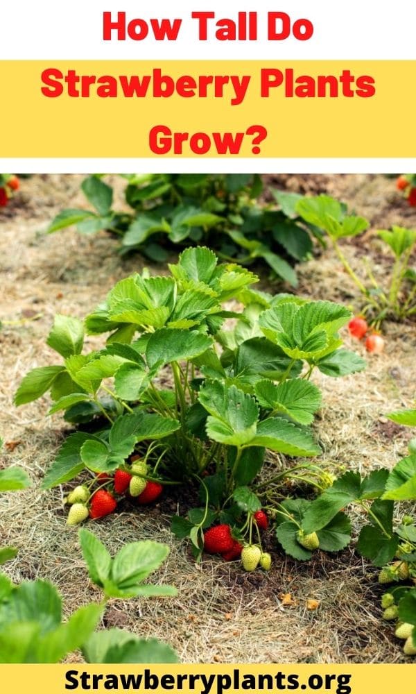 How Tall Do Strawberry Plants Grow? – Strawberry Plants