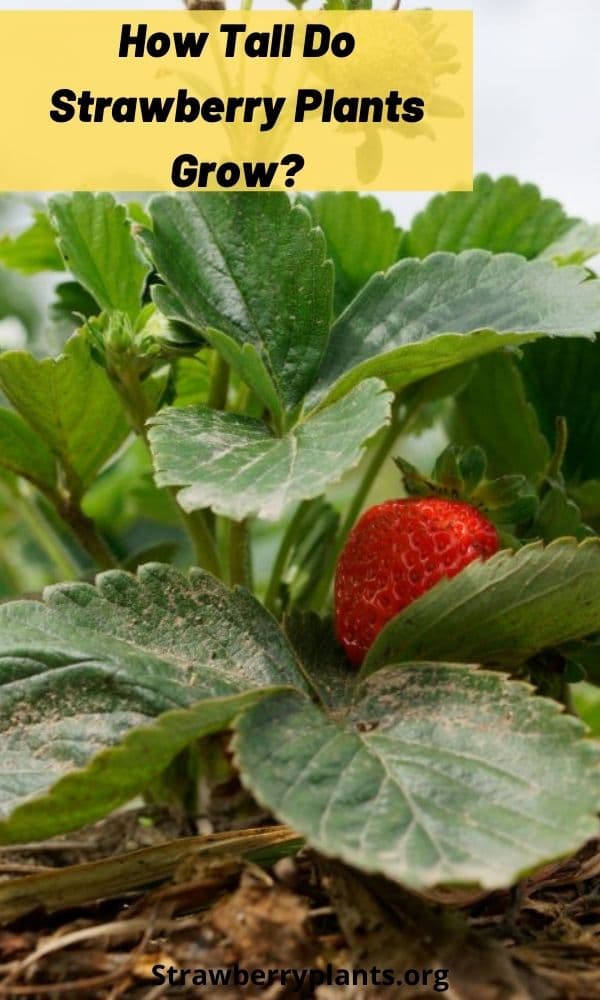 How Tall Do Strawberry Plants Grow? – Strawberry Plants