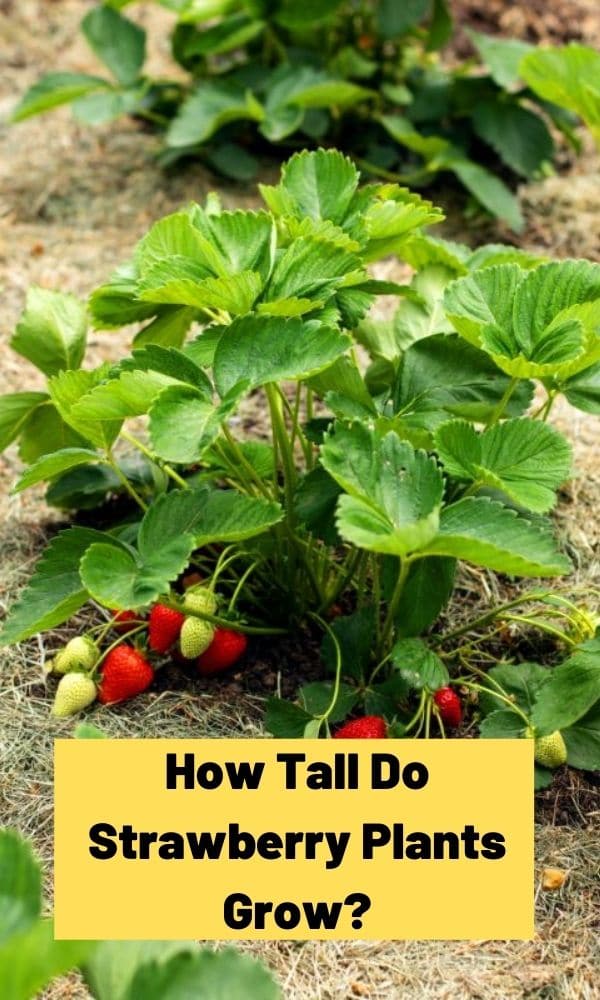 How Tall Do Strawberry Plants Grow? – Strawberry Plants