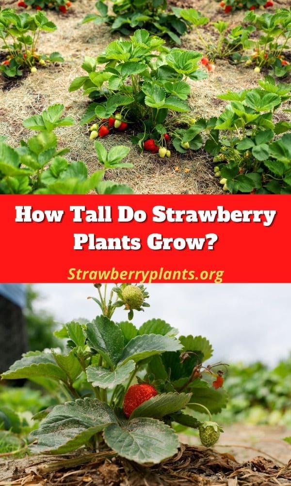 How Tall Do Strawberry Plants Grow? – Strawberry Plants