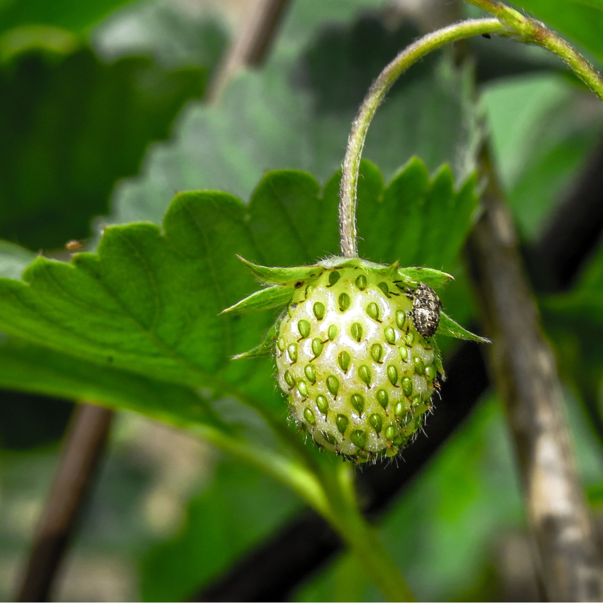 Keeping Birds and Pests Away From Your Strawberries