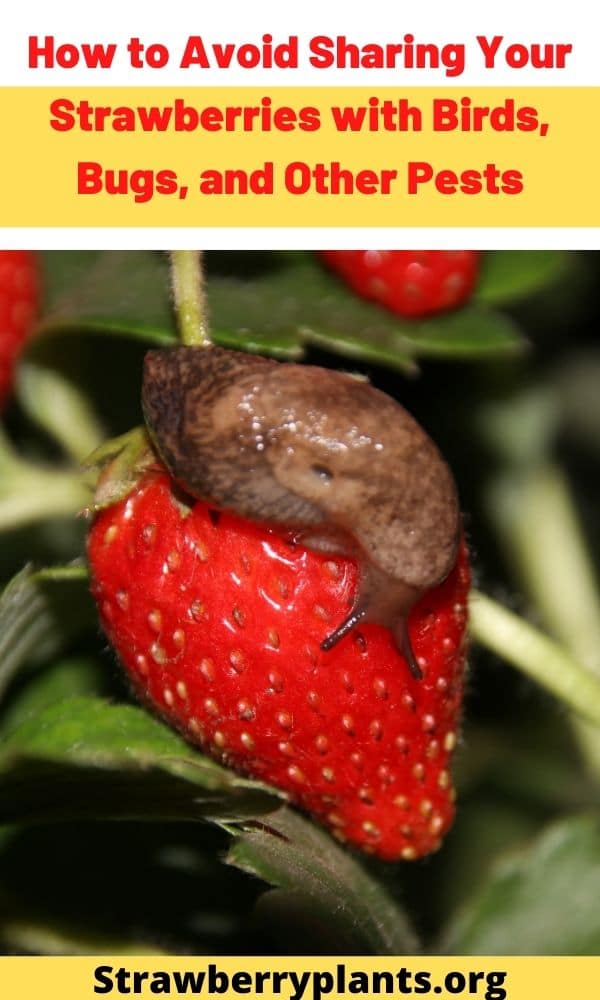 Keeping Birds and Pests Away From Your Strawberries