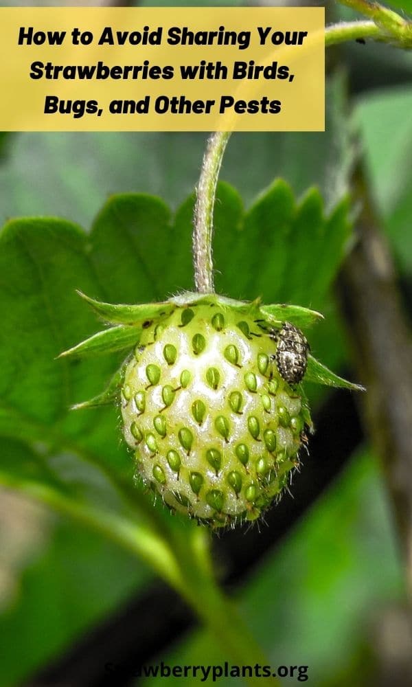 Keeping Birds and Pests Away From Your Strawberries