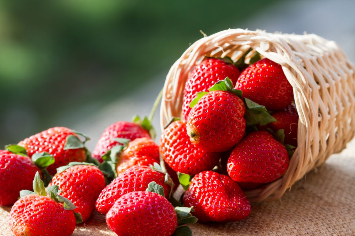 Ripe freshly picked strawberries in basket