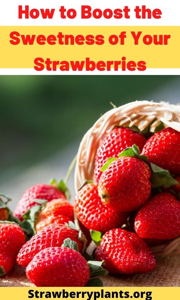 How to Boost the Sweetness of Your Strawberries (Guide)