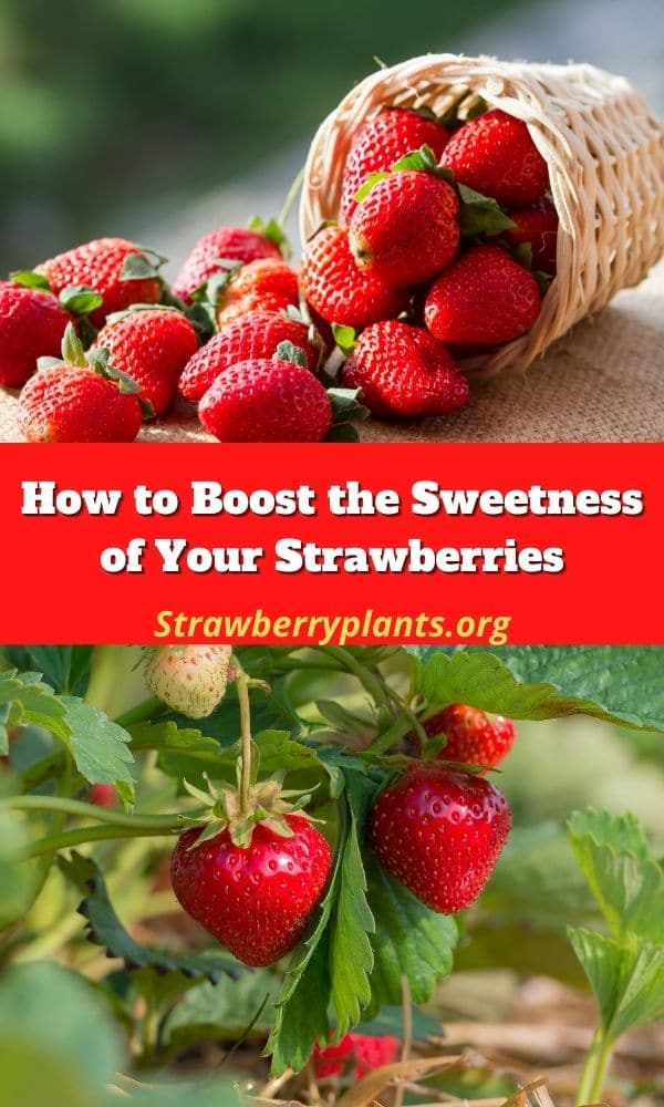 How to Boost the Sweetness of Your Strawberries (Guide)