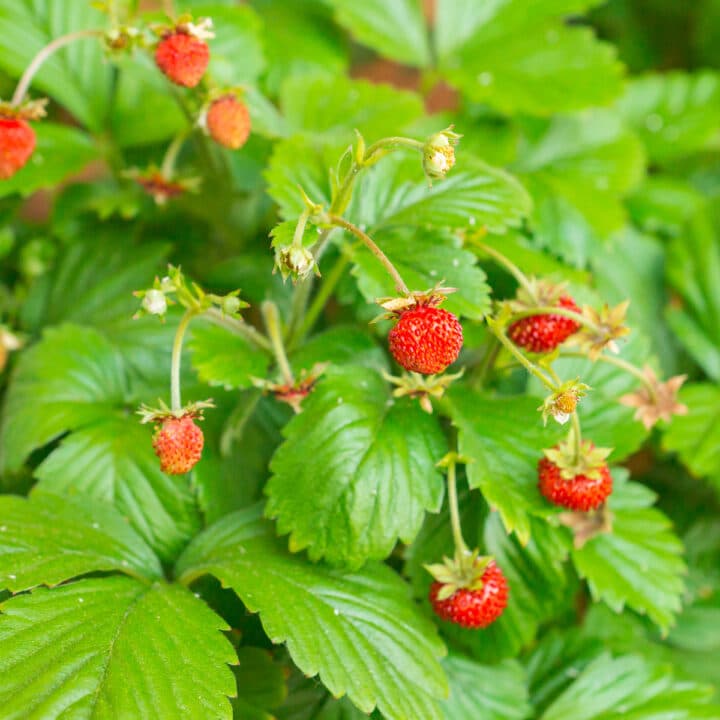 5 Strawberries with Pink Flowers and Where to Buy Them – Strawberry Plants