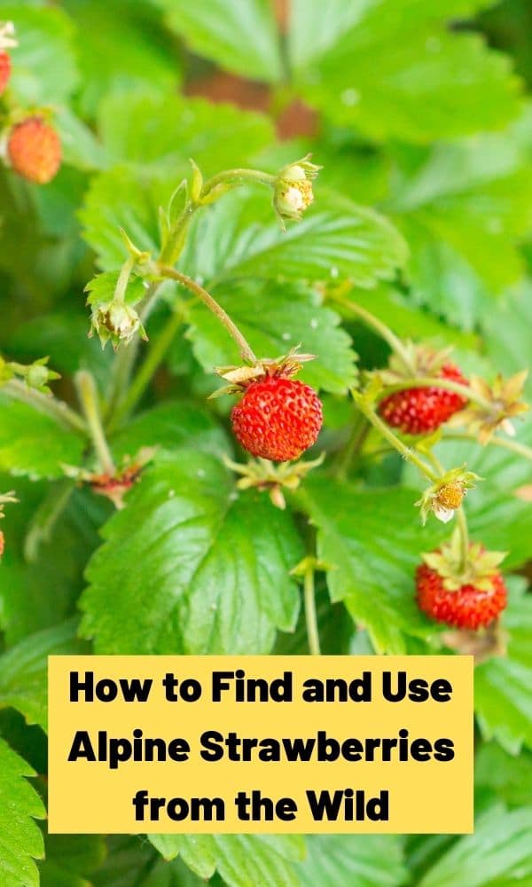 How to Find and Use Alpine Strawberries from the Wild