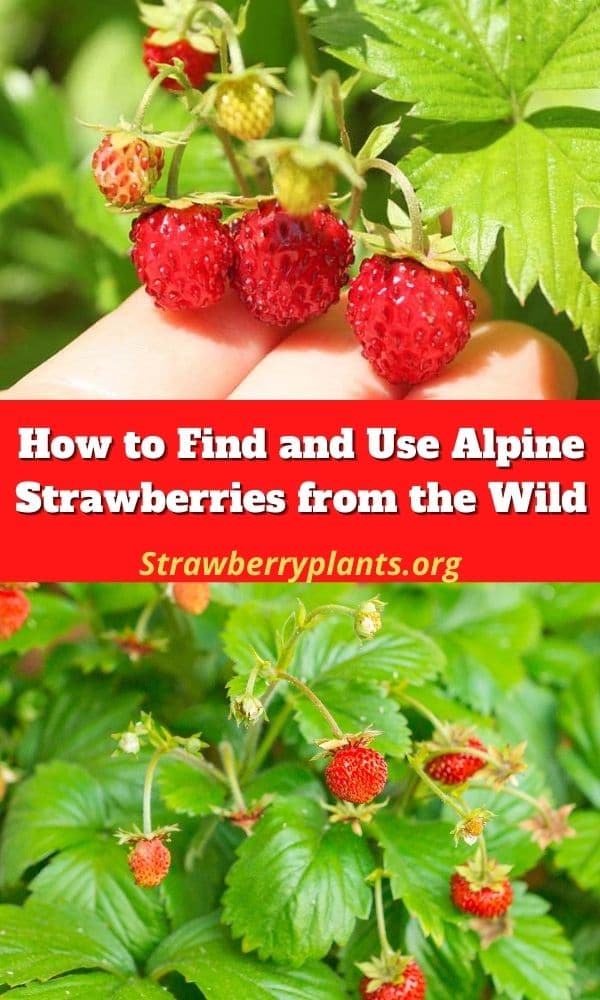 How to Find and Use Alpine Strawberries from the Wild