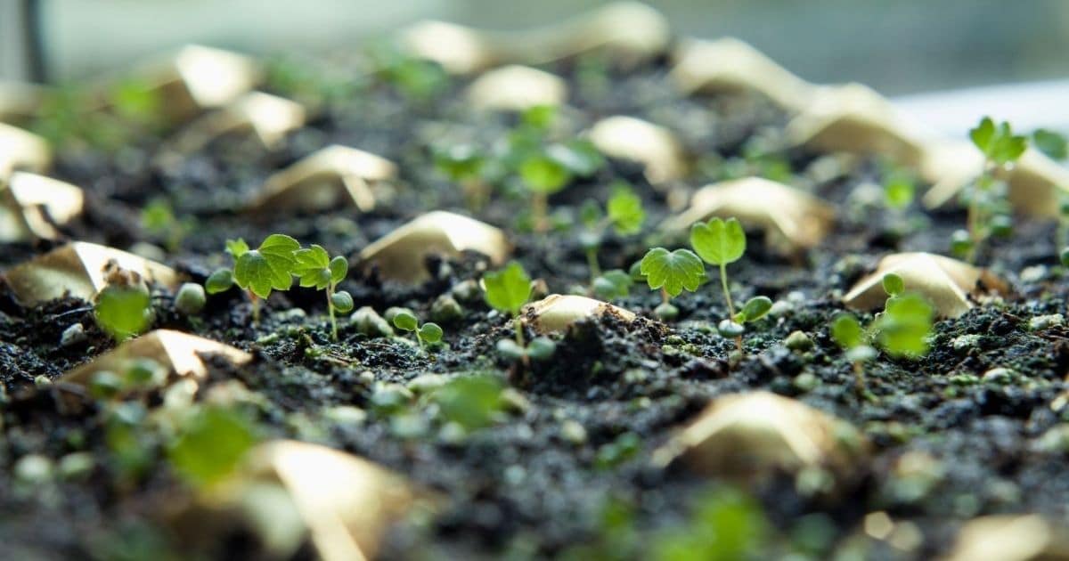 Tiny strawberry seedlings growing from seeds