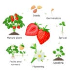 Strawberry geminate process in cartoon way