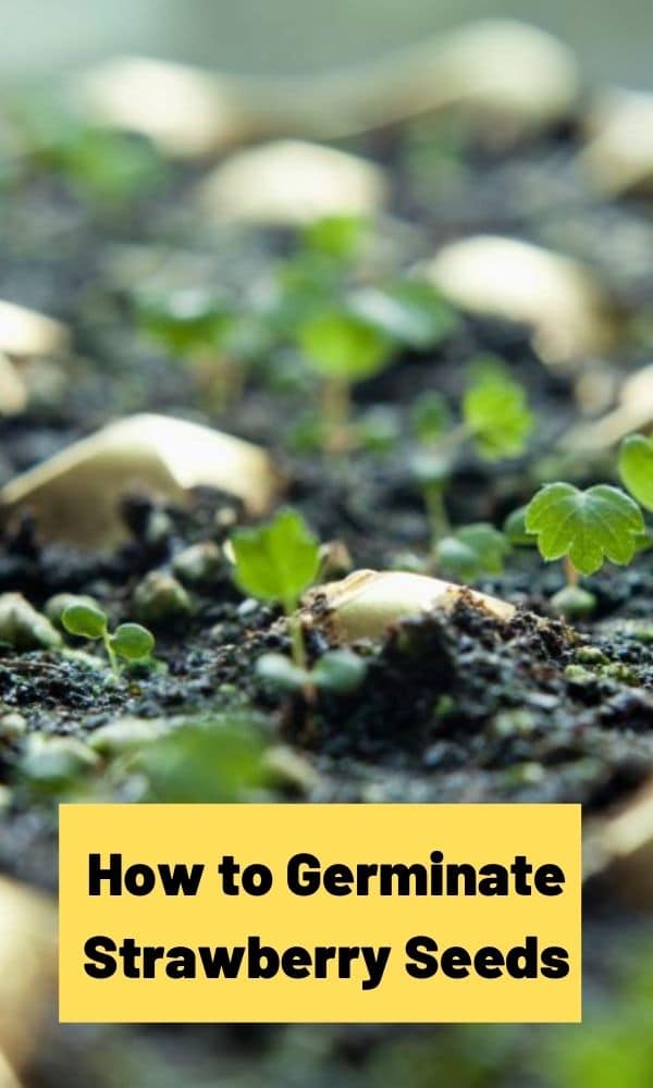 How To Germinate Strawberry Seeds Strawberry Plants 4562