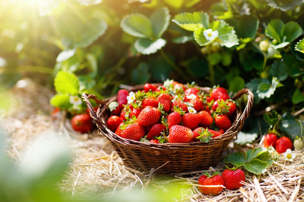 Wooden basket full of freshly picked ripe strawberries on field on sunny day