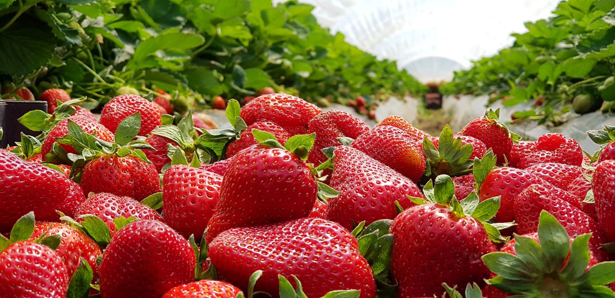 Closeshot of freshly picked ripe strawberries, strawberry farm in background