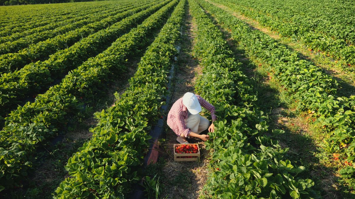Farmer picking up ripe strawberires in box on strawberry field