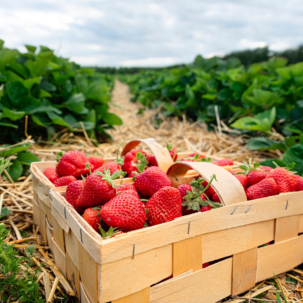 How To Grow Certified Organic Strawberries?  