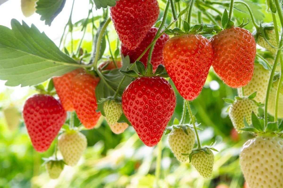 Strawberry fruits hanging from stem