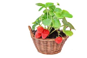 The Complete Guide on Growing Everbearing Strawberries