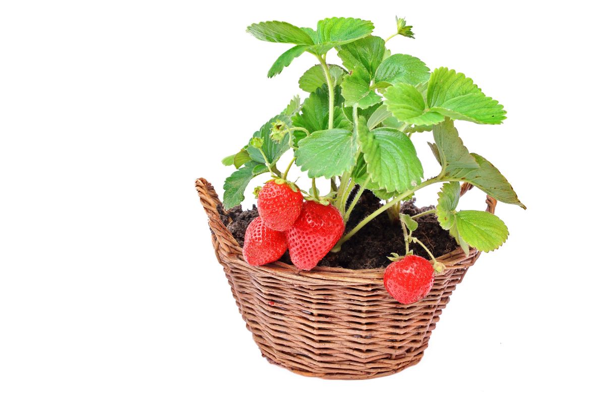 Strawberry plant with ripe fruits in basket on whit ebackground