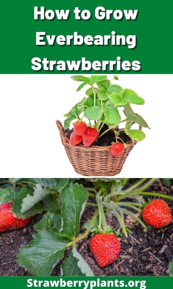 The Complete Guide on Growing Everbearing Strawberries