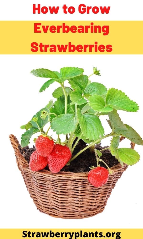 The Complete Guide on Growing Everbearing Strawberries