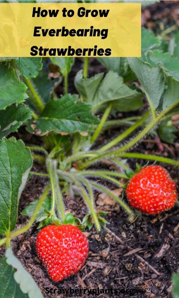 The Complete Guide on Growing Everbearing Strawberries