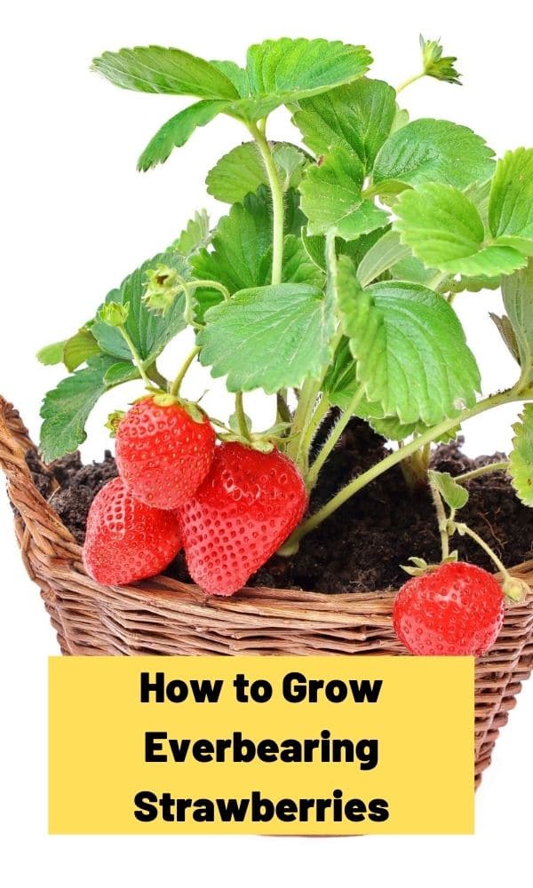 The Complete Guide on Growing Everbearing Strawberries