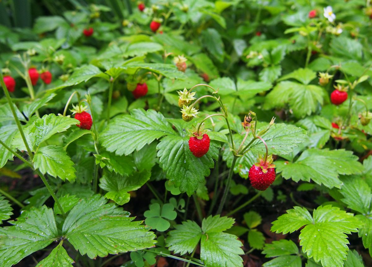 Wild strawberry plants with ripe fruits