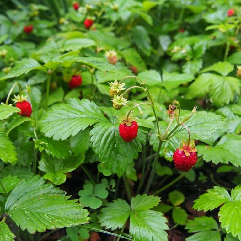 Will Strawberries Grow From A Strawberry