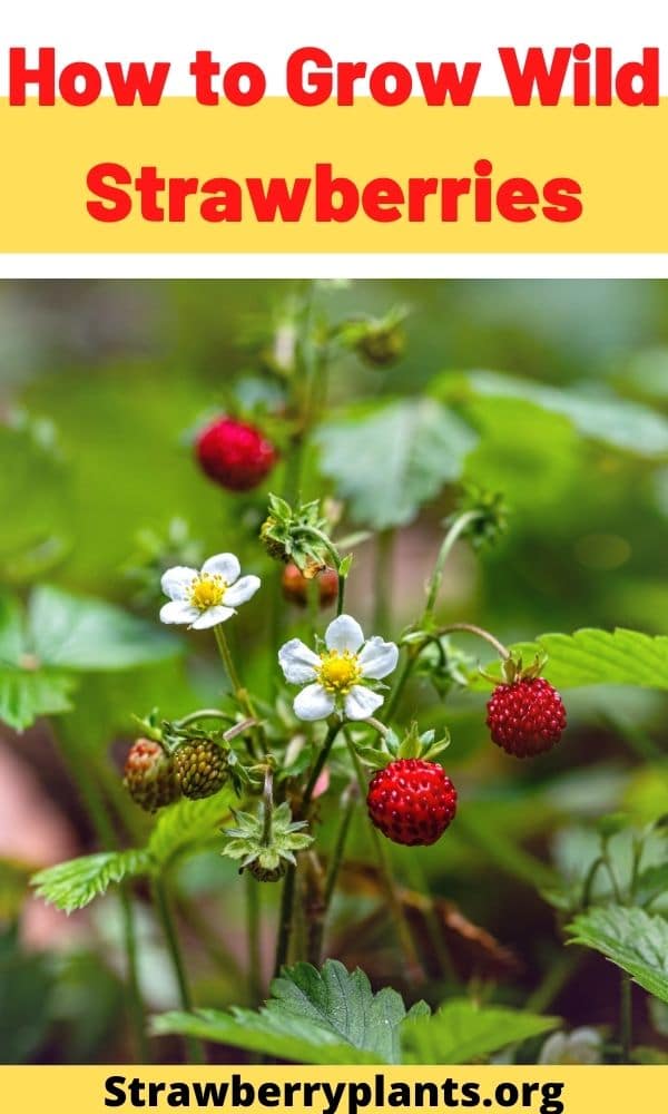 How to Grow Wild Strawberries – Strawberry Plants