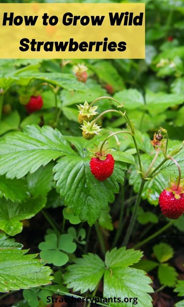 How to Grow Wild Strawberries Strawberry Plants