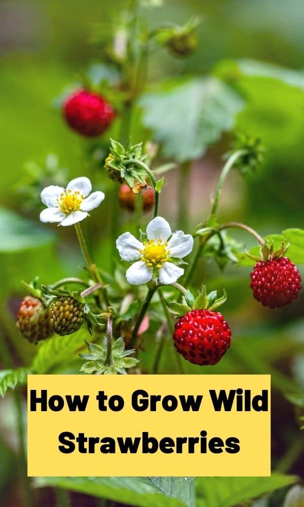 How to Grow Wild Strawberries – Strawberry Plants