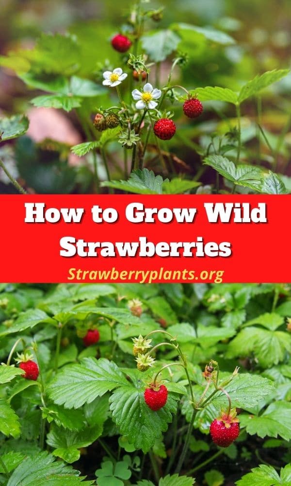 How to Grow Wild Strawberries Strawberry Plants