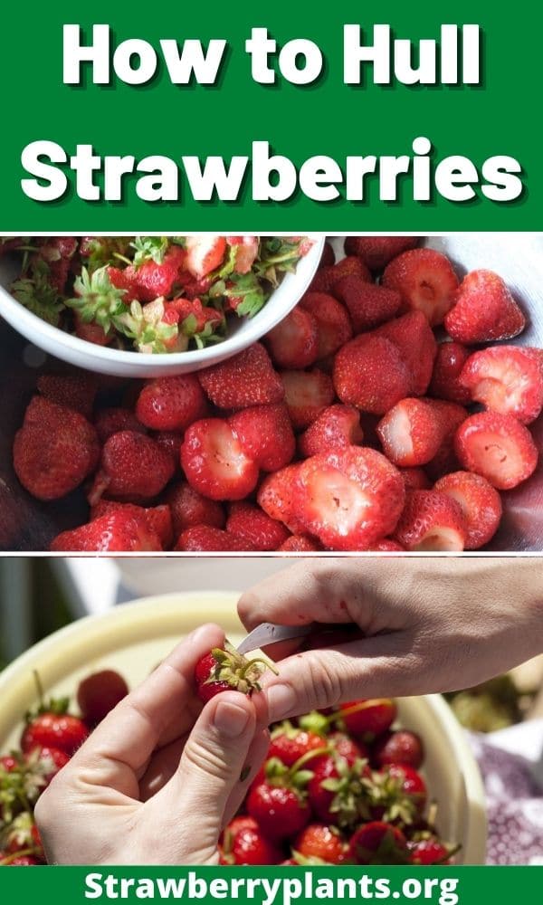 How to Hull Strawberries Strawberry Plants